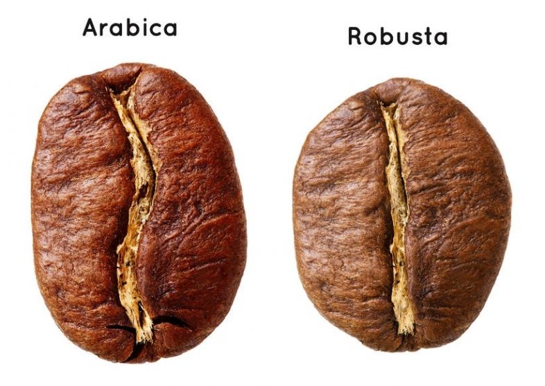 арабика робуста арабика робуста